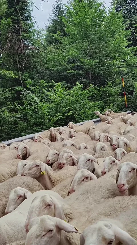 A dense herd of sheep with ear tags moves along a narrow path, surrounded by Stock Footage 313341742