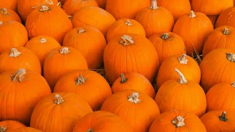 A dense, high-angle view of many round orange pumpkins packed together. Stock Photos