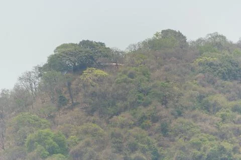 Dense hillside covered in dry, mixed deciduous forest and scrubland Foto stock