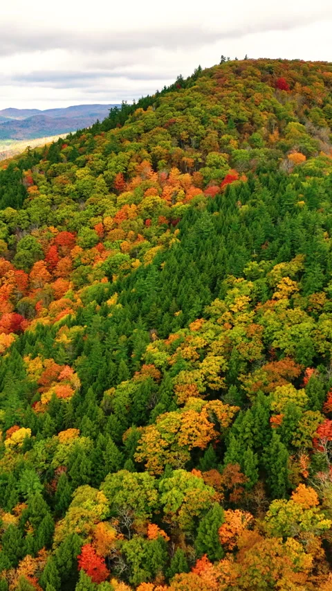 Dense hillside forest in autumn with vibrant foliage in green, yellow, orange 스톡 동영상 318734224