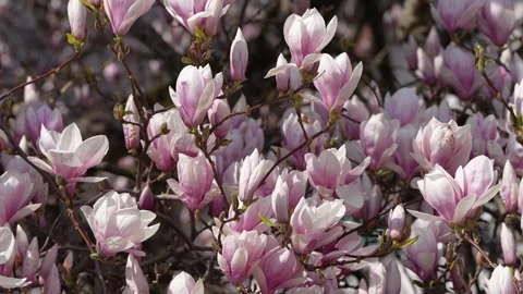 A dense horizontal composition of pale pink magnolia blossoms tightly clustered 動画素材 332712771