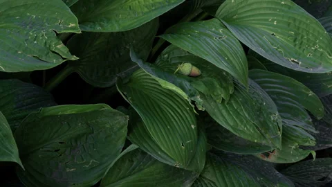Dense hosta leaves with small acorn nestled in layered green garden foliage Stock Footage 344969248