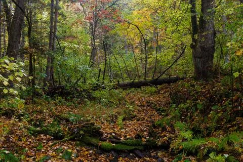 Dense impassable autumn forest. Stock Photos
