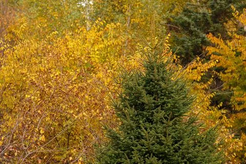 Dense impassable autumn forest. Stock Photos