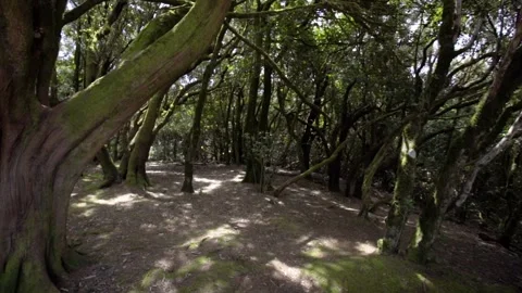 Dense, impassable Relict Forest of Anaga on the island of Tenerife. Jungle on Stock Footage 229967409