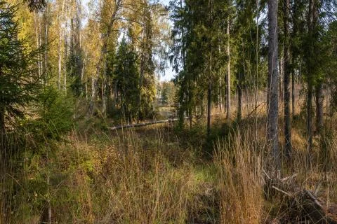Dense impenetrable forest with fallen thick tree trunks. Stock Photos