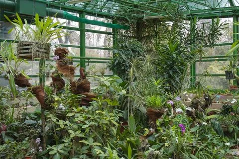 Dense indoor botanical display featuring orchids in coco-fiber mounts, vibr.. Foto stock