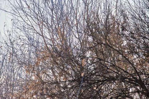 Dense intertwined tree branches in a winter forest without leaves. Stock Photos