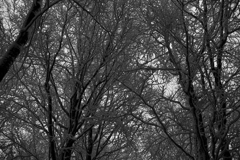 A dense, intricate network of bare tree branches covered in thick white fro.. Stock Photos