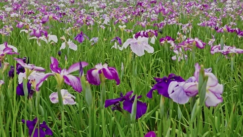 Dense Iris Carpet Filling Frame With Purple and White Blooms Stock Footage 342002454