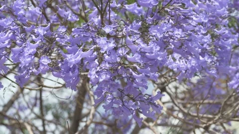 Dense jacaranda blossoms create a rich floral background full of spring color 스톡 동영상 335745467