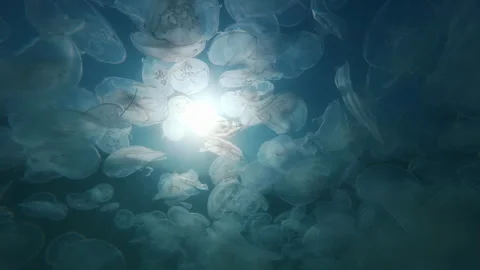 Dense jellyfish bloom seen from below, looking up toward bright sunshine and Stock Footage 341280807
