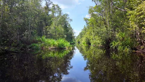 Dense Jungle and Reflection on River, Tanjung Puting National Park, Indonesia Stock Footage 346431062