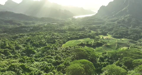 Dense jungle canopy blankets valley near 3 Pines clearing, terraced grassy Stock Footage 340564633