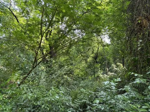 Dense Jungle Foliage Stock Photos