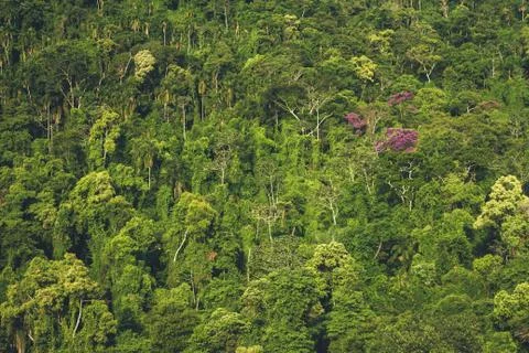Dense jungle pattern Stock Photos