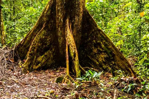 Dense jungle Stock Photos