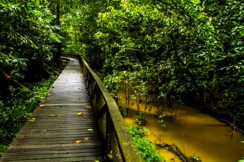 Dense jungle Stock Photos