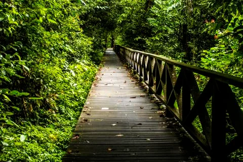 Dense jungle Stock Photos