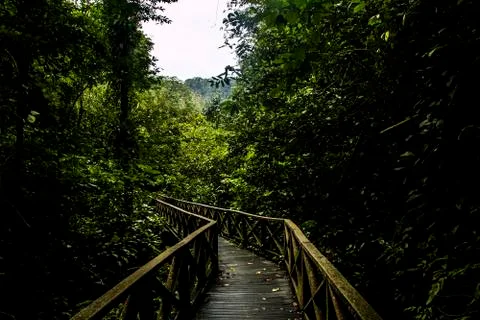 Dense jungle Stock Photos