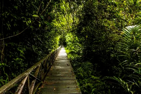 Dense jungle Stock Photos