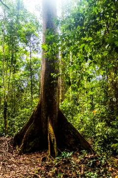 Dense jungle Stock Photos