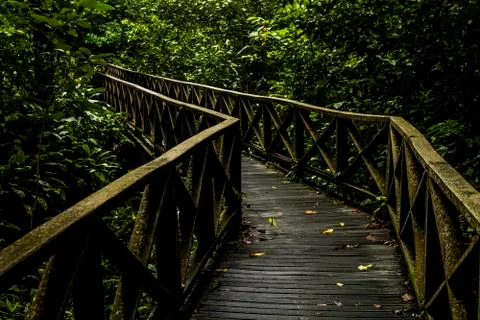 Dense jungle Stock Photos