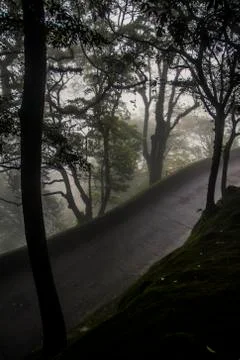 Dense jungle Stock Photos