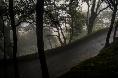 Dense jungle Stock Photos