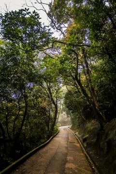 Dense jungle Stock Photos