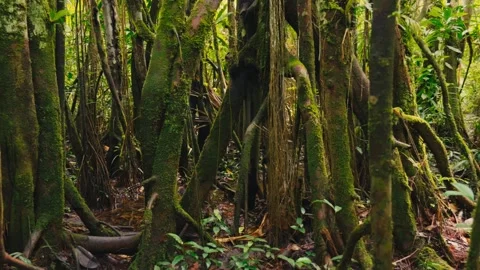 A dense jungle scene with moss-covered tree trunks and tangled roots in the Stock Footage 345642031