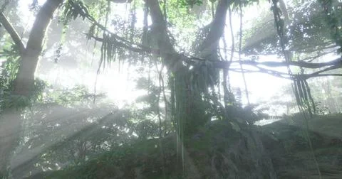 Dense jungle with sunlight filtering through tree canopy in the morning Stock Illustration