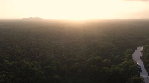 Dense Jungle Sunset Haze Trees Drone Shot 4K 스톡 동영상 114848707
