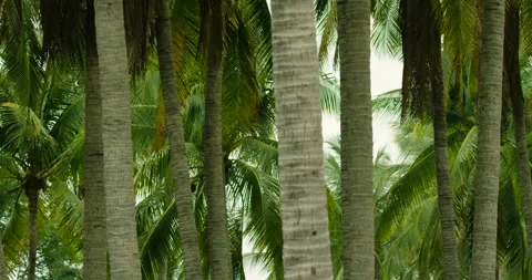 Dense Jungle Trees Stock Footage 262086484