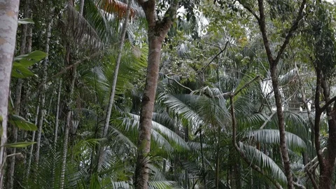 Dense jungle vegetation Stock-Footage 101659200