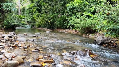 Dense Jungle Vegetation Overhanging a Calm Flowing River Stock Footage 327627937