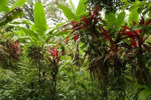 Dense jungle view Stock Photos