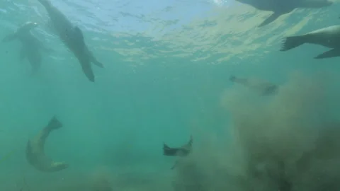 Dense Kelp Forest Underwater View (HD, 24fps) 스톡 동영상 326953726