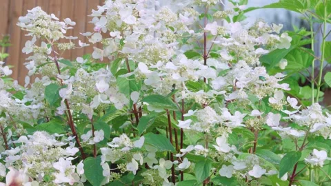 Dense lacecap hydrangea shrub blooming with white and pale pink florets in subur Video stock 342931628