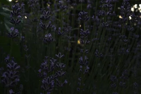 Dense lavender glade of violet color and green stems among the dense and dark Stock Photos