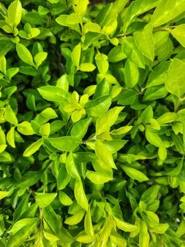 A dense layer of bright green foliage Stock Photos