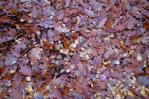 A dense layer of dried oak and birch leaves in shades of brown and yellow Stock Photos