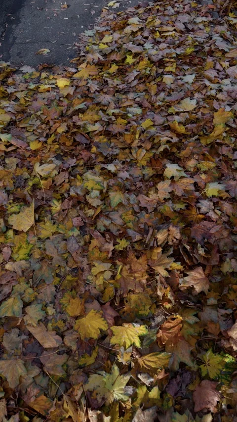 Dense layer of fallen autumn leaves covering ground with mixed brown, yellow Stock Footage 347514458