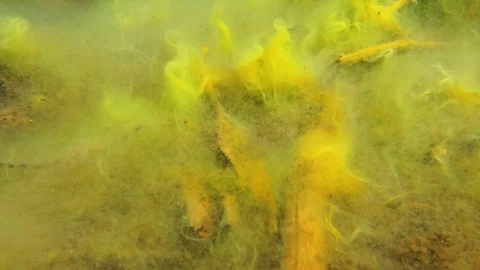 Dense layer of filamentous algae underwater on lake bottom Stock Footage 121398393