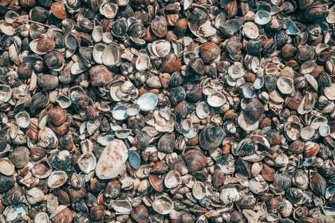 Dense layer of thousands of small, brown and white clam shells washed up on.. Fotos Stock