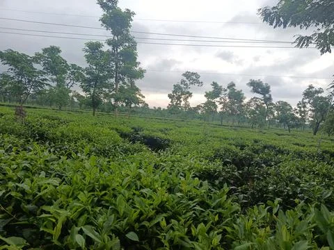 Dense Layer of Vibrant Green Tea Shrubbery Stock Photos