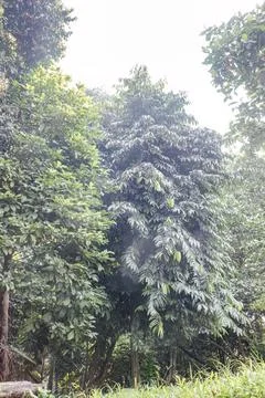 Dense Leaf Canopy in Bright Tropical Light Stock Photos