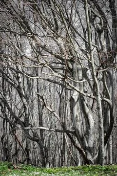 Dense Leafless Forest with Twisted Trees Rising Above Early Spring Undergrowt Stock Photos