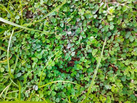 Dense Leafy Ground Cover Stock Photos