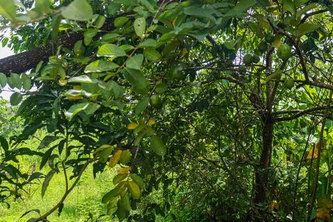Dense leafy guava tree canopy sheltering clusters of unripe fruits in monsoo Foto stock